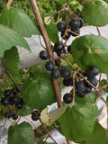Mustang Grape Seeds - 100 Seeds - Vitis mustangensis - USA Harvested 10/2024