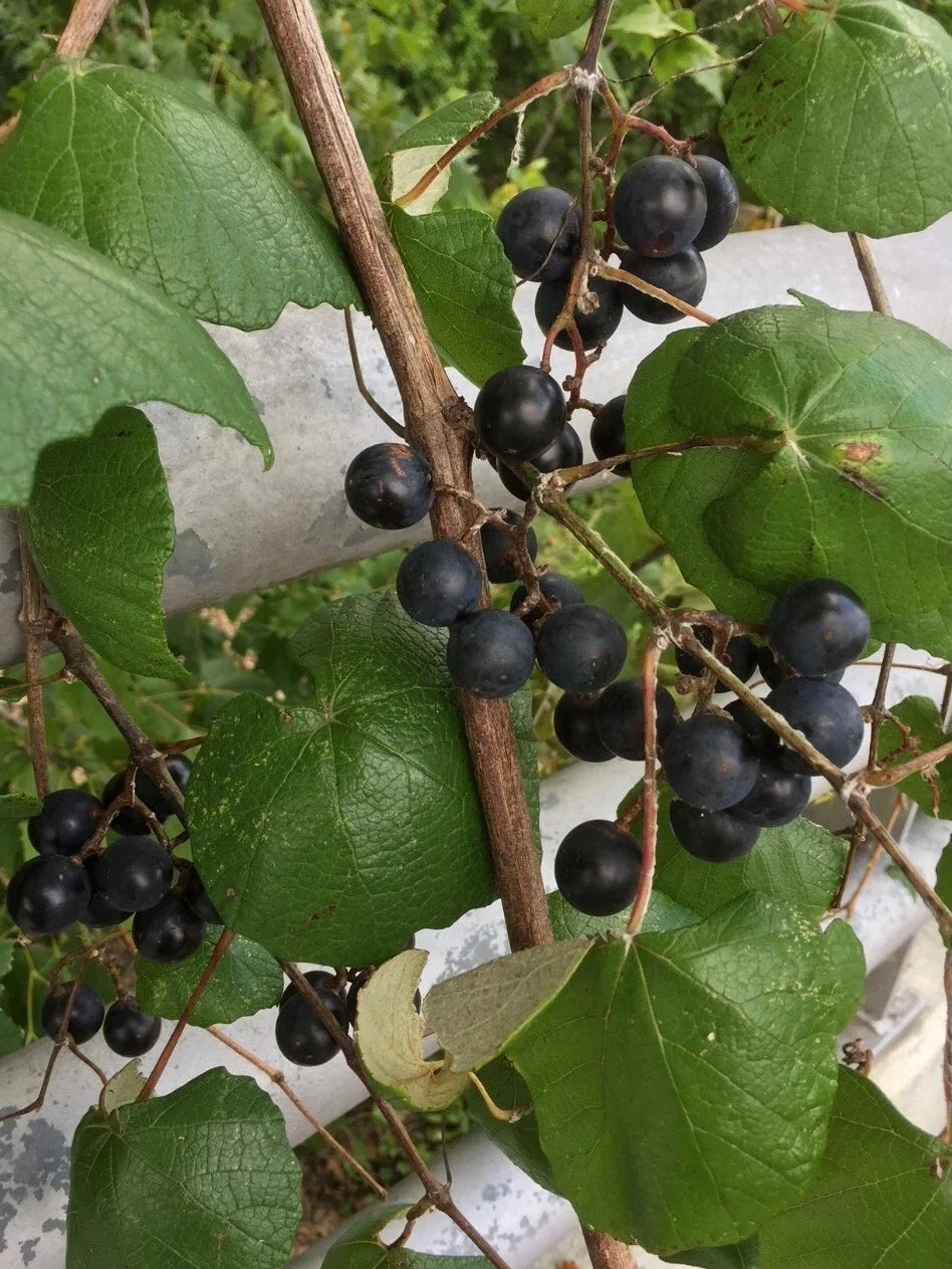 Mustang Grape Seeds - 100 Seeds - Vitis mustangensis - USA Harvested 10/2024