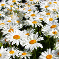 Shasta Daisy Seeds - White Wildflower Perennial Flower Seed - Leucanthemum × superbum - 2025
