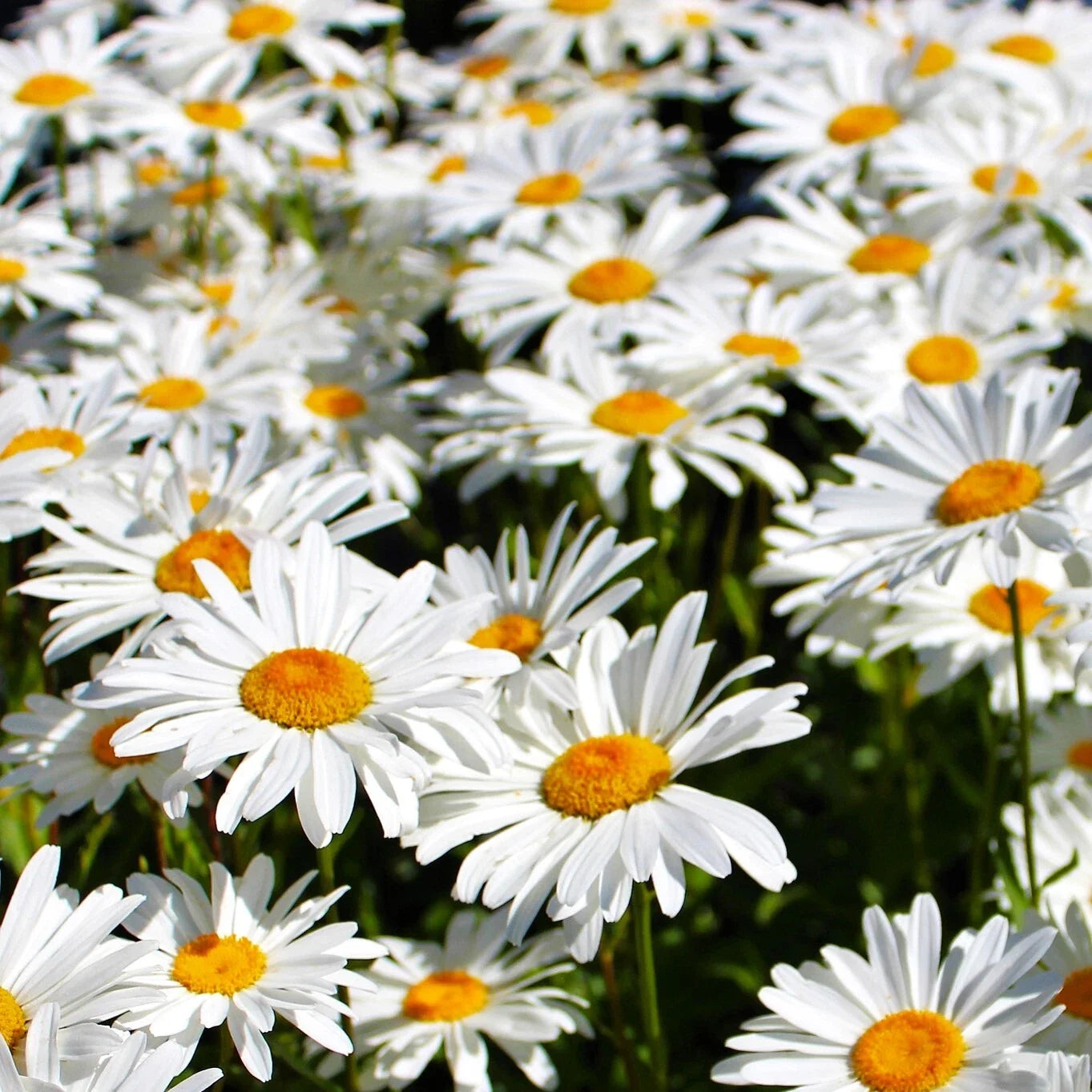 Shasta Daisy Seeds - White Wildflower Perennial Flower Seed - Leucanthemum × superbum - 2025