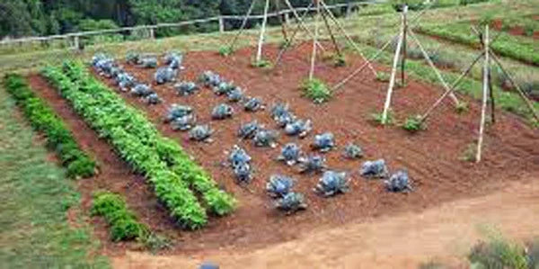 Vegetable Seeds Collection Medium - 30 Heirloom Varieties for Home Garden, Non-GMO Vegetable Seed Garden Collection