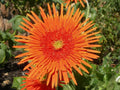 Orange Gerbera Spider Daisy Seeds - 50+ Pack - Ideal for Garden Planting - Gerbera Jamesonii