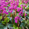 Bergenia 20 Seeds Mix - Heartleaf Bergenia - Bergenia cordifolia