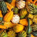 Small Warted Indy Mix Ornamental Gourd Seeds – Miniature Gourds for 2025 Planting (Cucurbita pepo)