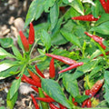 Thai Sun Hot Pepper Seeds - 25+ Pack for Garden Planting - Capsicum annuum - Non-GMO, USA Grown, Free Shipping