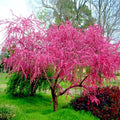 Dwarf Peach Tree Seeds - Loring Variety (Prunus persica) - Fast Growing, Hardy Fruit Plant