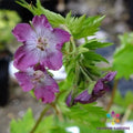 Mottisfont Rose Geranium Seeds - 25+ Pack for Garden Planting - Pelargonium 'Mottisfont' - USA