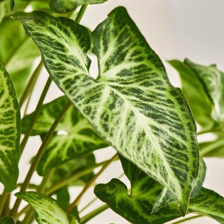 Syngonium Podophyllum Plant - White Butterfly Arrowhead Vine - Indoor Houseplant for Home Decor