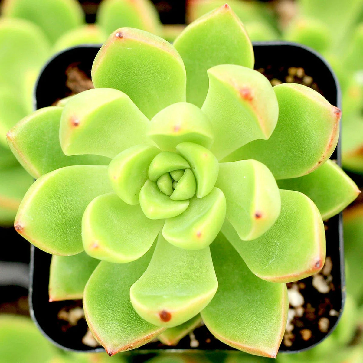 Sedum Adolphii "Lime Gold" - 2" Diameter Plants - Succulent Variety, Indoor/Outdoor Use, Easy Care