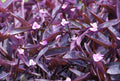 Purple Heart Wandering Jew Cuttings 4+ Fresh Cuttings, Tradescantia pallida, Easy to Grow Houseplant