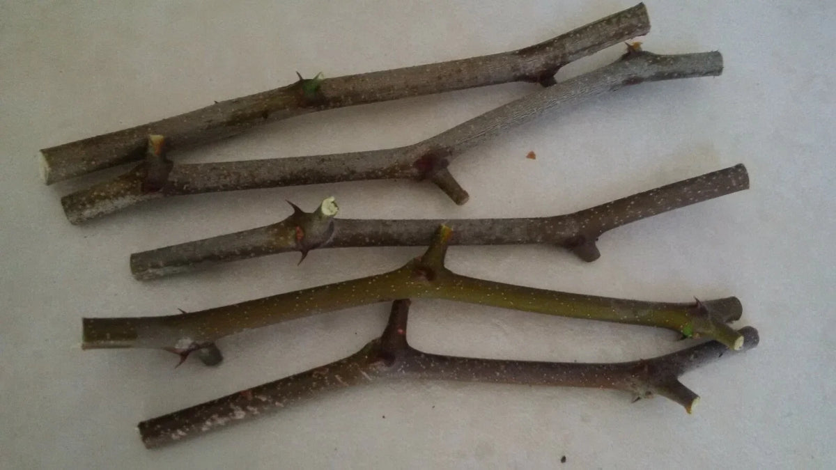 Jujube Tree Cuttings Unrooted 5pcs | Chinese Date | Ziziphus jujuba | Live Fruit Tree Cuttings for Planting | Edible Hardy Tree