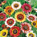 Painted Daisy Seeds - Bulk LANDSCAPER'S PACK - Perennial Pollinators - NonGMO - 1000 Seeds