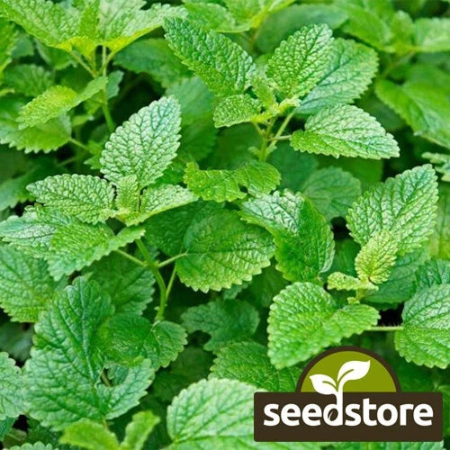 Lemon Mint Seeds | Heirloom Non-GMO Lemon Bee Balm | Monarda citriodora | Garden Herb Seeds for Planting