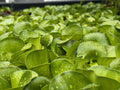 Bundle of 20 Live Water Hyacinth Floating Pond Plants - Eichhornia crassipes - Aquatic Garden Decor
