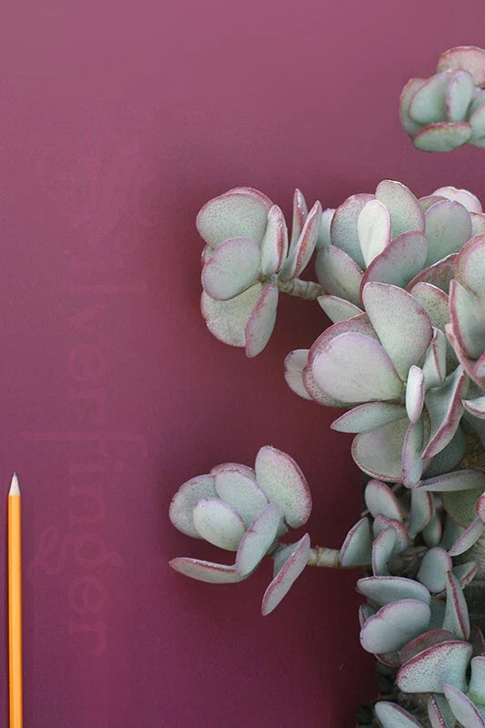 Crassula Arborescens Succulent Silver Dollar Plant - Drought Tolerant for Xeriscapes, Easy Care Indoor Outdoor Decor