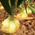 Vidalia Onion Seeds - 200+ Count - Yellow Granex Variety - Allium cepa - Ideal for 2025 Planting