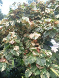 Variegated Mahoe Hibiscus Tree Plant - Rooted Cutting - Tropical Foliage - Hibiscus tiliaceus