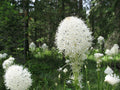 Bear Grass Seeds, 100 Count, Xerophyllum tenax, Native Perennial Plant for Landscaping and Erosion Control