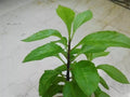 Longevity Spinach Starter Plant - Gynura Procumbens - Add-On or Local Pickup Only