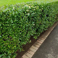 Common Privet Starter Bush - Bare Root - Ligustrum vulgare - Fast-Growing Privacy Hedge Plant