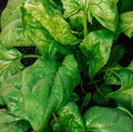 Giant Noble Spinach Seeds - 1000 Count NON-GMO - Spinacia oleracea