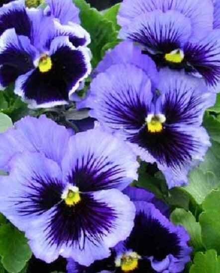 Pansy Seeds - 50 Count Frizzle Sizzle Blue - Violas (Viola tricolor) Flower Seeds for Garden Planting