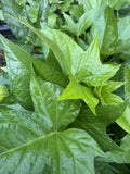 Okinawan Sweet Potato Slips - 5 Unrooted Cuttings - Ipomoea batatas - Heirloom Variety for Planting