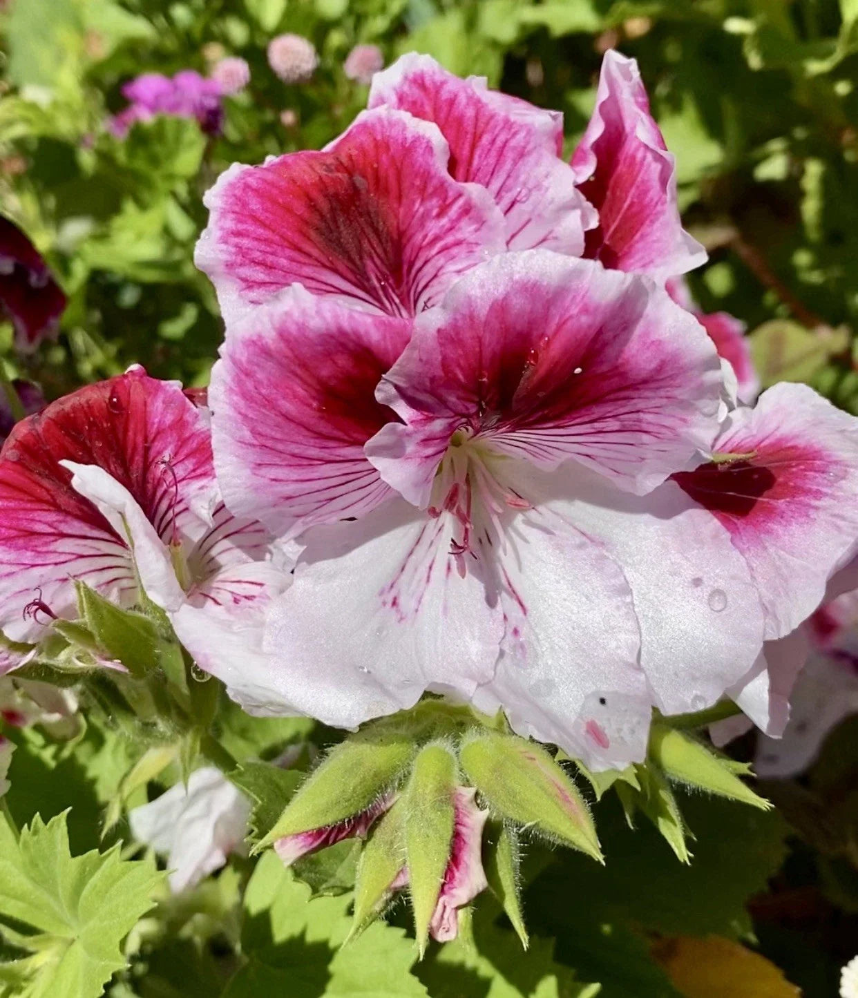Geranium Cuttings 3 Pink & White Fresh Pelargonium Plants for Planting