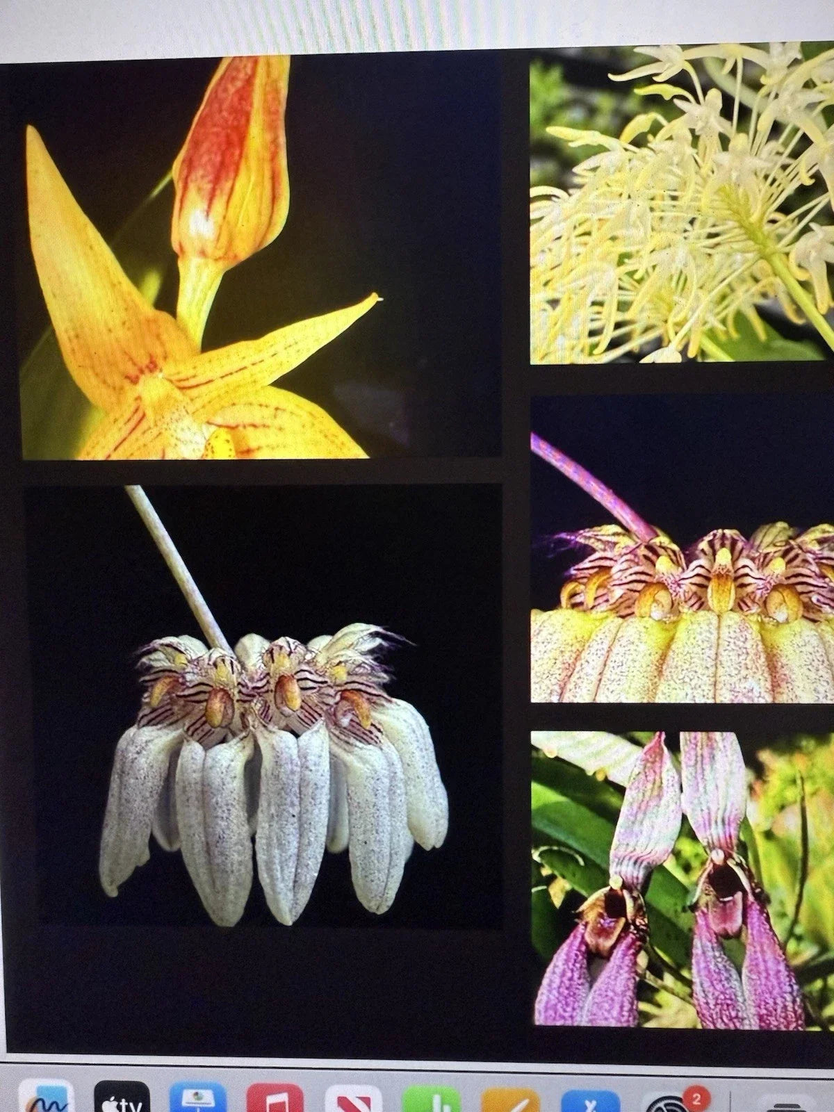 Orchid Plant Bulbs 2 Small Rooted Bulbs Bulbophyllum spp. Unique Flowering Variety