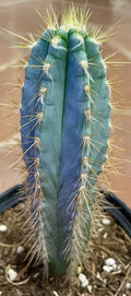 Blue Torch Cactus - Live Succulent Plant - Pilosocereus Pachycladus - Unique Indoor Decor