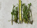 17 Bare Root Water Dropwort Plants, Oenanthe javanica (Minari), Aquatic Edible Herb, Fresh Watercress Replacement
