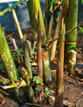 Spiny Bamboo Seeds - 20+ Seeds - Bambusa Arundinacea - Ideal for Planting and Gardening