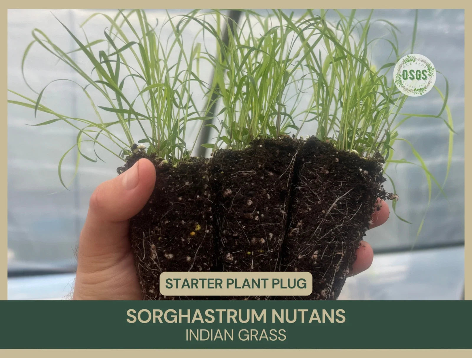 Indian Grass Starter Plant Plug | Sorghastrum nutans | Native Grass for Landscaping and Erosion Control