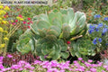 Cutting Aeonium Arboreum Green Succulent Plant - Japanese Cactus Cutting - Live No Root