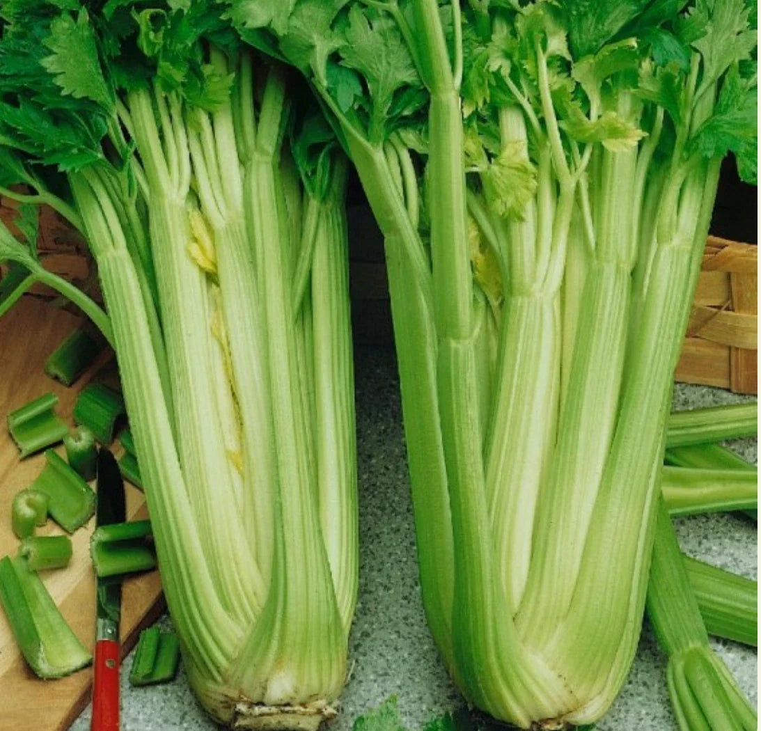Utah Celery Seeds - 8,000 Non-GMO Seeds - Organic Vegetable Seeds - Apium graveolens