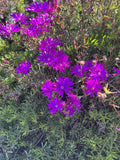 Creeping Ice Plant Cuttings 12 Pack Purple Pink Ground Cover Delosperma Succulent