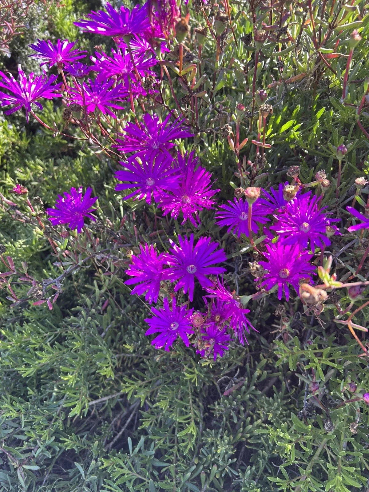 Creeping Ice Plant Cuttings 12 Pack Purple Pink Ground Cover Delosperma Succulent