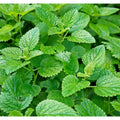 Mint Seeds for Planting - 1000pcs Non-GMO Heirloom Herb Seeds - Perfect for Herbal Tea Garden (Mentha spp.)