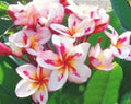 Plumeria Seeds - 5 Pack - White Yellow Pink Flowers - Perennial Plant (Plumeria spp.) - US Seller