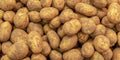 Kennebec Potato Seed Starters 3 lb - White Skinned, Mid-Season | Solanum tuberosum