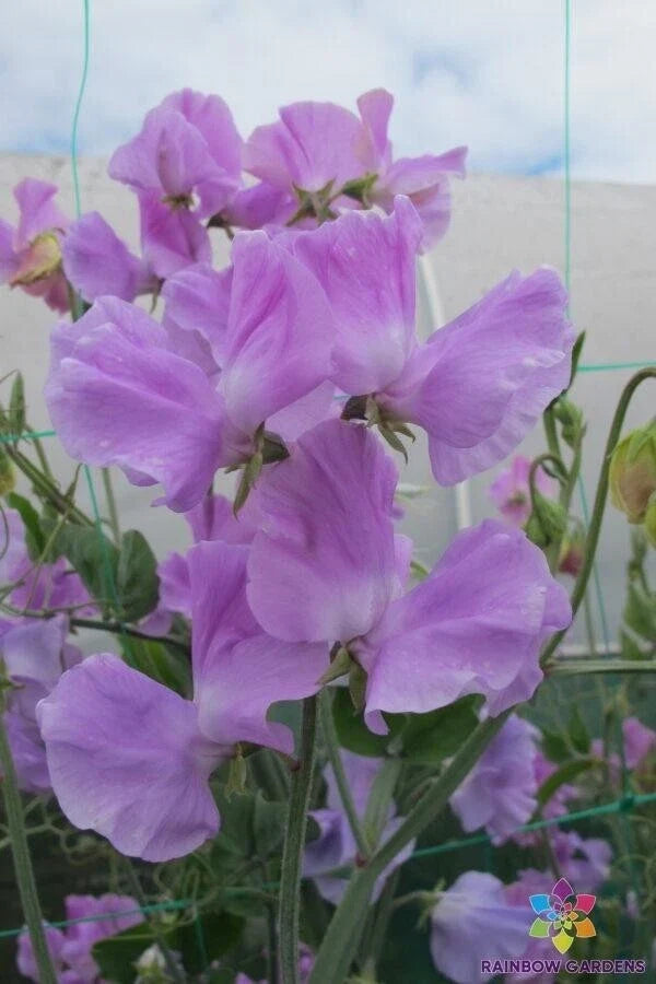 Karen Louise Sweet Pea 50 Seeds for Garden Planting - Lathyrus odoratus - USA Grown - Free Shipping