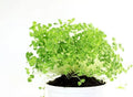 Chia Seeds for Planting - Chia Microgreens - Organic, Non-GMO - Salvia hispanica