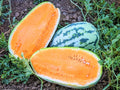 Tendersweet Orange Watermelon Seeds - 50+ Heirloom NON-GMO - Fresh (Citrullus lanatus)