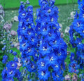 Cobalt Dreams Delphinium 200 Seeds - for Garden Planting - Delphinium elatum - USA Grown