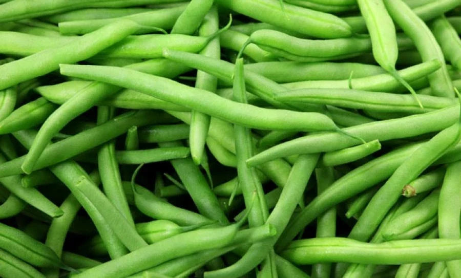 Green Bean Seeds - Burpee Stringless Variety - Fresh Seed - Phaseolus vulgaris - FREE Shipping