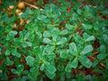 Green Purslane Seeds, NON-GMO, Omega-3 Rich, Little Hogweed (Portulaca oleracea) - Organic Garden Seeds