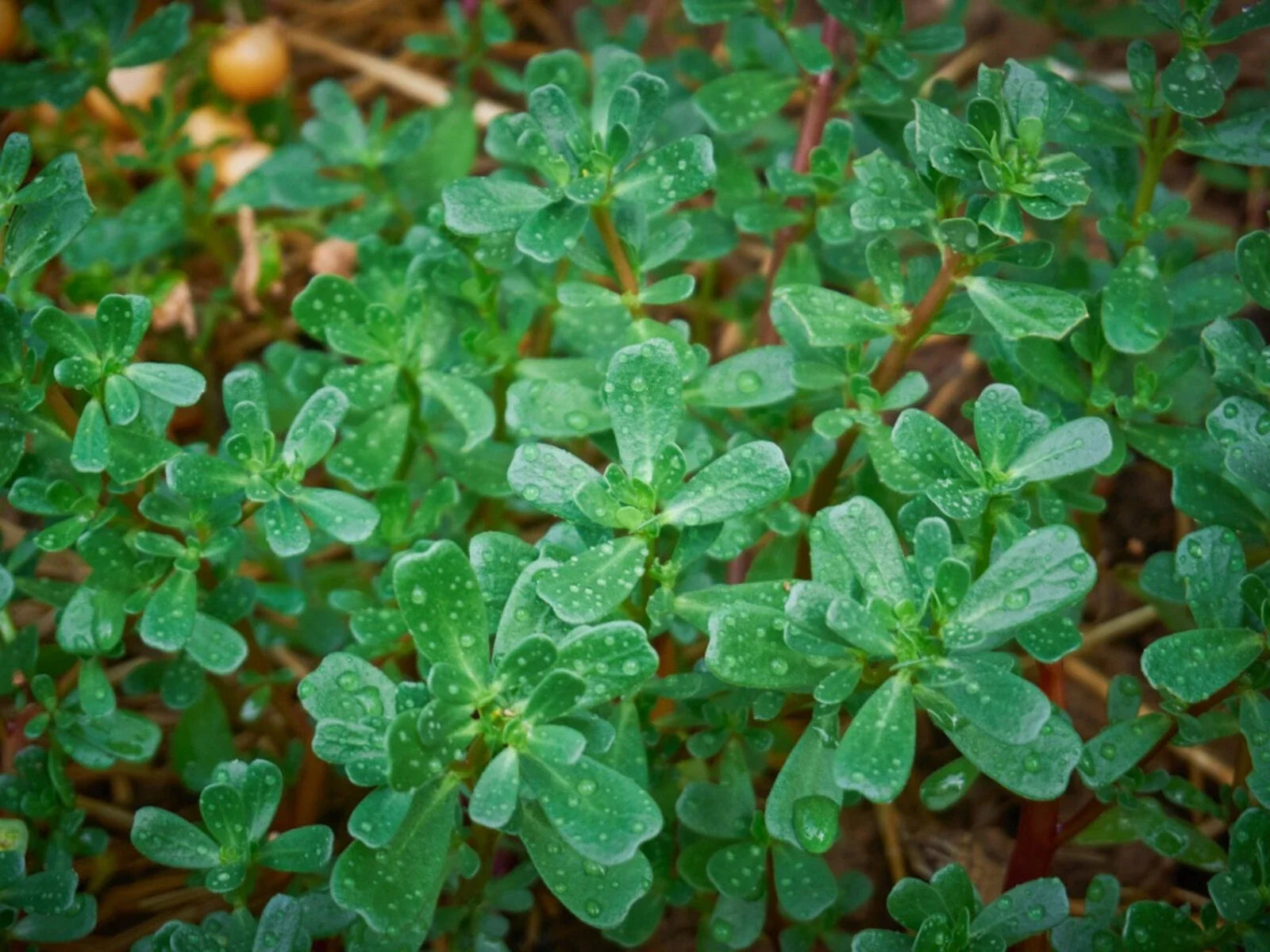Green Purslane Seeds, NON-GMO, Omega-3 Rich, Little Hogweed (Portulaca oleracea) - Organic Garden Seeds
