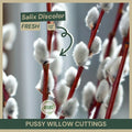 Pussy Willow Cuttings | 12" Fresh Cuttings | Salix discolor | Native Shrub