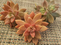 GRAPTOSEDUM "California Sunset" - 3" Diameter Unrooted Cuttings - Succulent Plant Cuttings