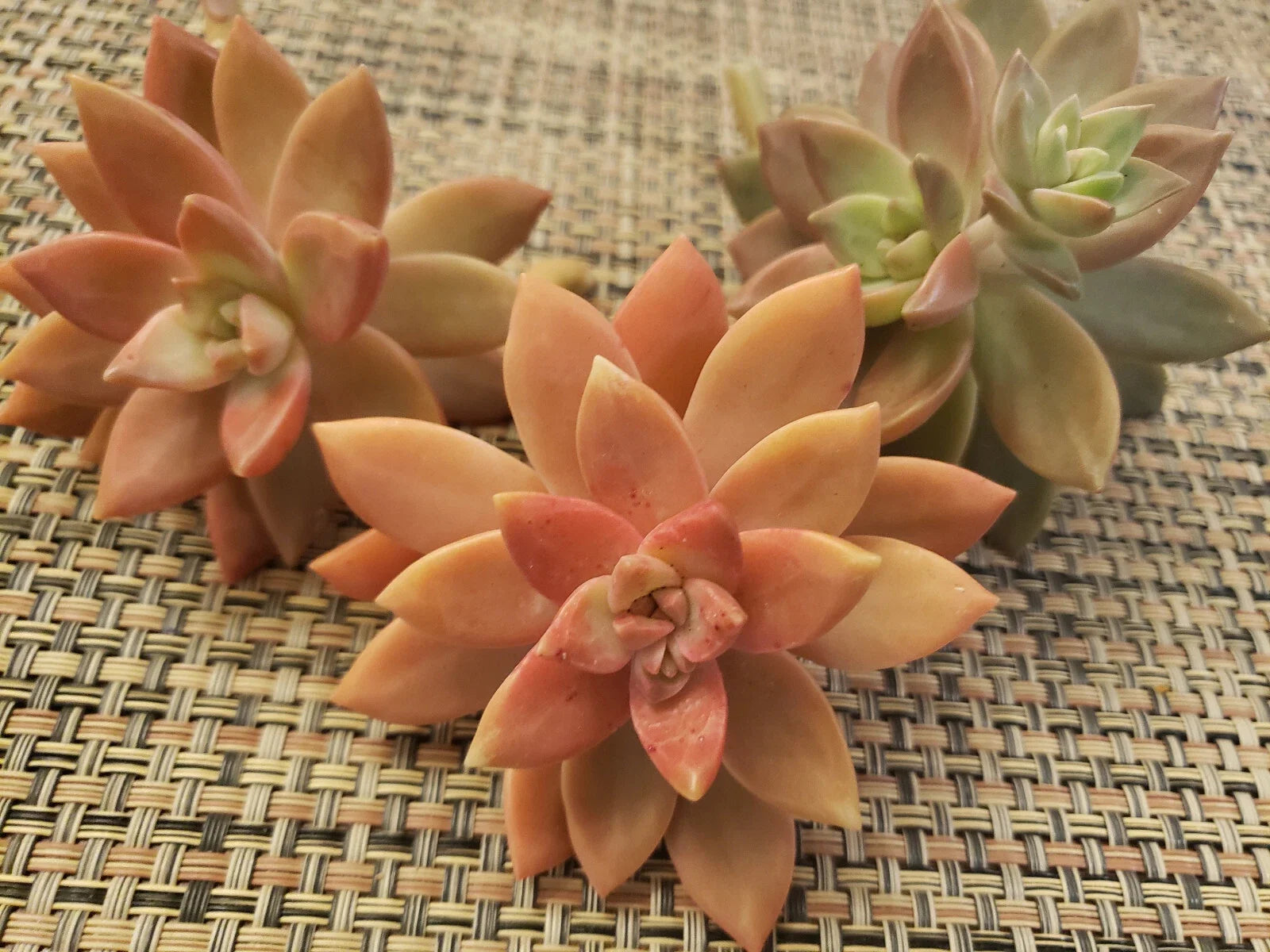 GRAPTOSEDUM "California Sunset" - 3" Diameter Unrooted Cuttings - Succulent Plant Cuttings